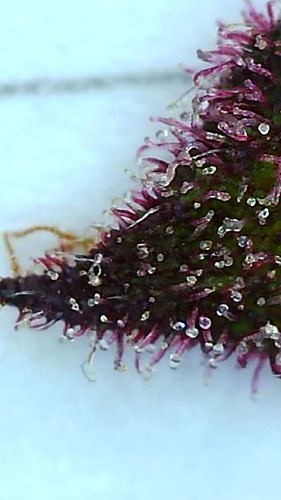 Growreport Bild 5