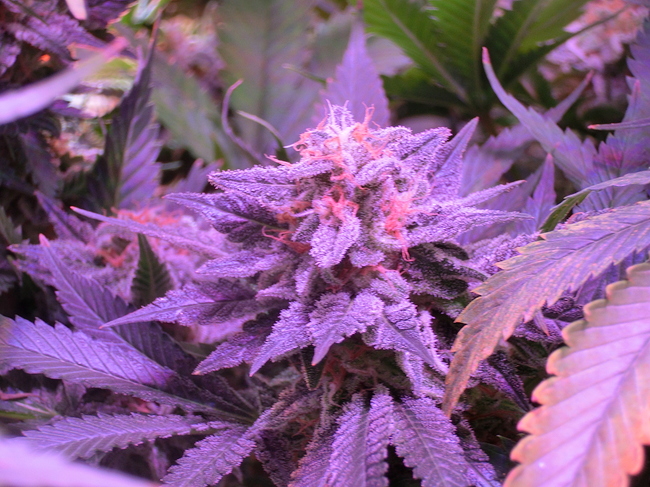 Growreport Bild 16