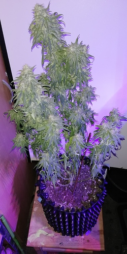 Growreport Bild 6
