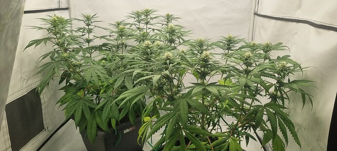 Growreport Bild 3