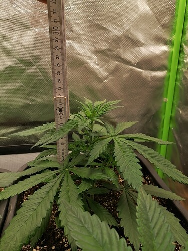 Growreport Bild 4