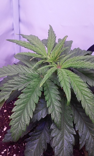 Growreport Bild 13