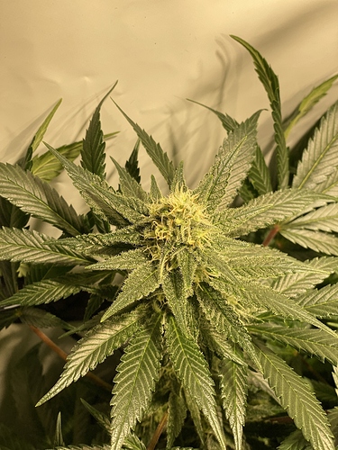 Growreport Bild 4