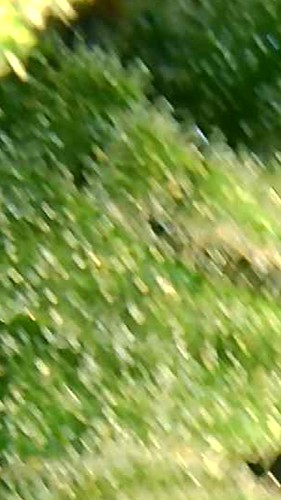 Growreport Bild 12