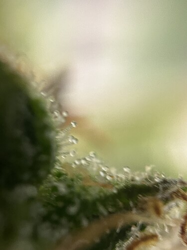 Growreport Bild 45