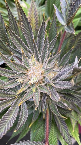 Growreport Bild 6
