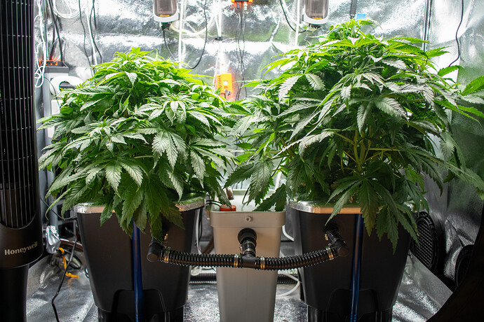 Growreport Bild 32