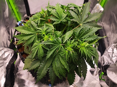 Growreport Bild 3