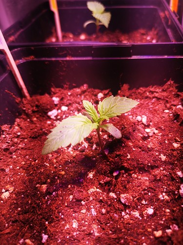 Growreport Bild 6