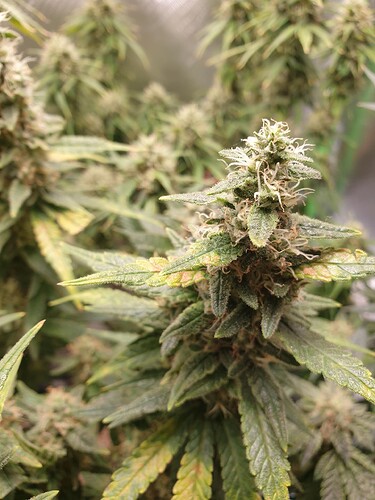 Growreport Bild 2