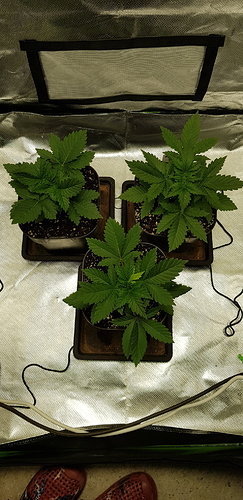 Growreport Bild 4