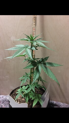 Growreport Bild 4