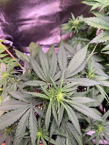 Growreport Bild 19