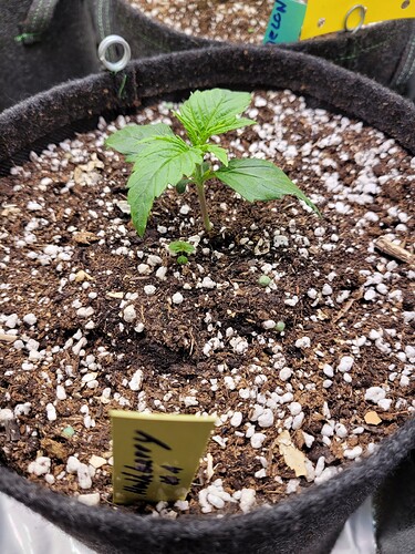 Growreport Bild 1