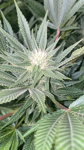 Growreport Bild 13