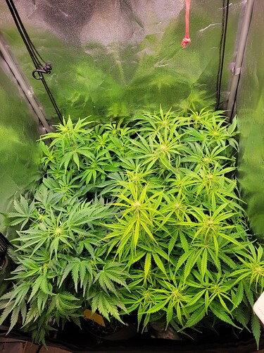 Growreport Bild 9