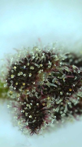 Growreport Bild 1