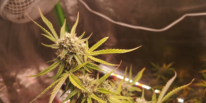 Growreport Bild 9