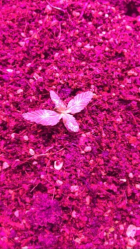 Growreport Bild 11