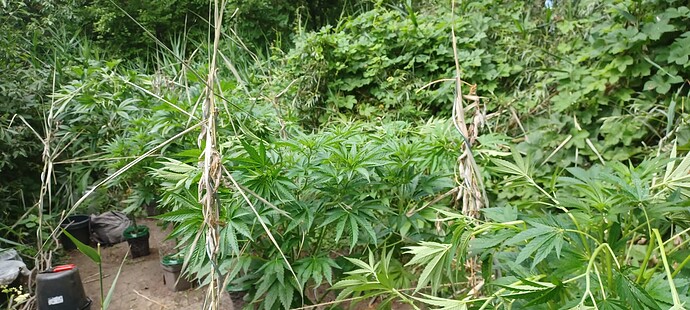 Growreport Bild 1