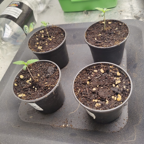 Growreport Bild 12