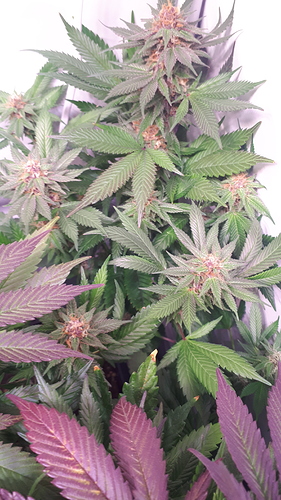 Growreport Bild 14