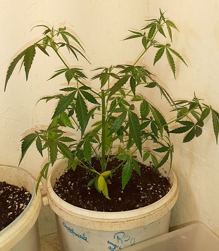 Growreport Bild 1