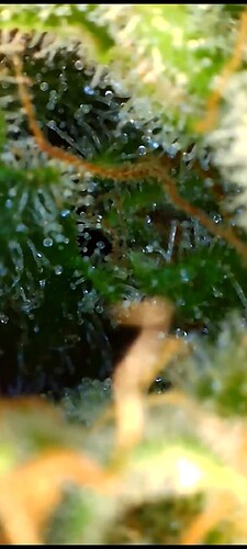 Growreport Bild 30