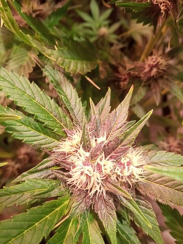Growreport Bild 49