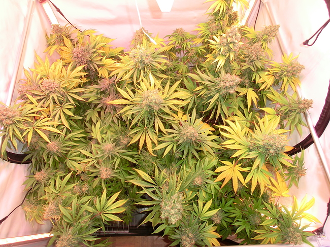 Growreport Bild 4