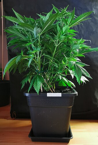 Growreport Bild 21