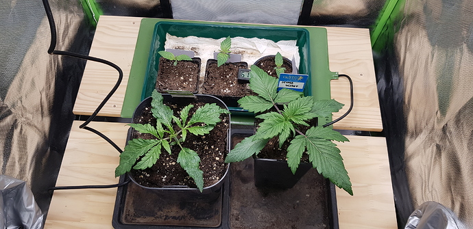 Growreport Bild 12