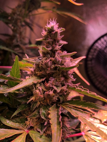 Growreport Bild 16