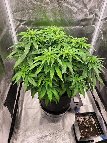Growreport Bild 1
