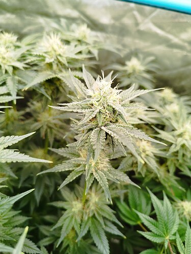 Growreport Bild 14