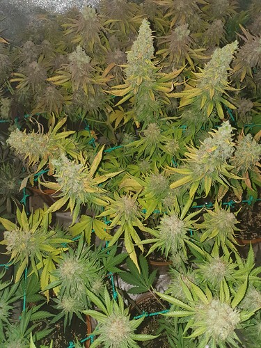 Growreport Bild 8