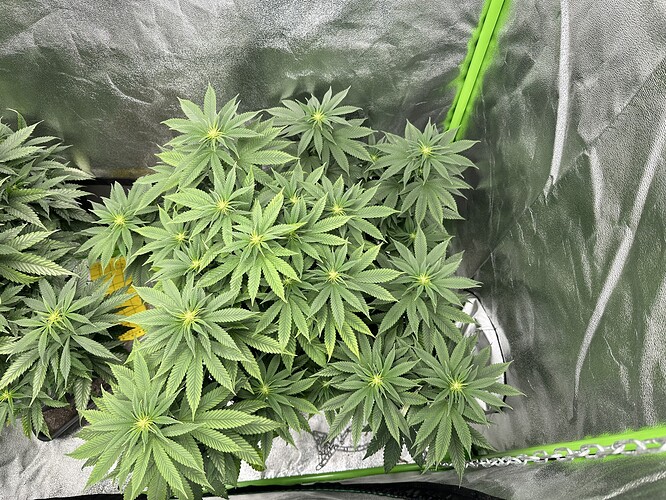 Growreport Bild 3