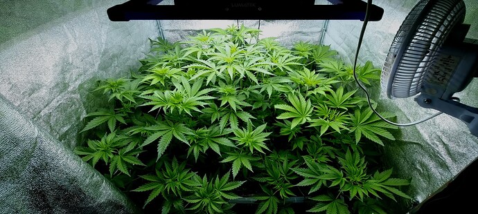 Growreport Bild 3