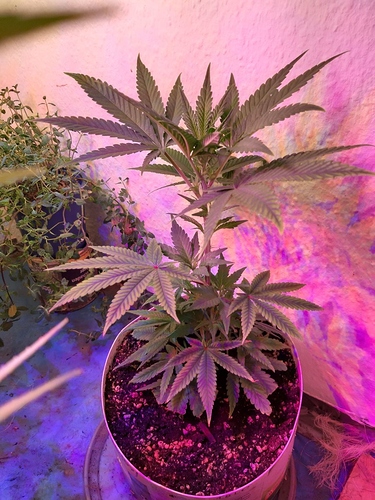 Growreport Bild 6
