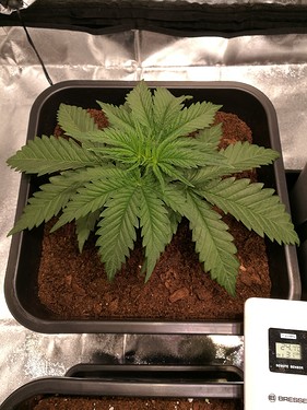Growreport Bild 7