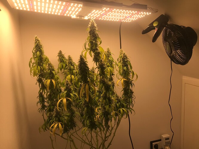 Growreport Bild 1