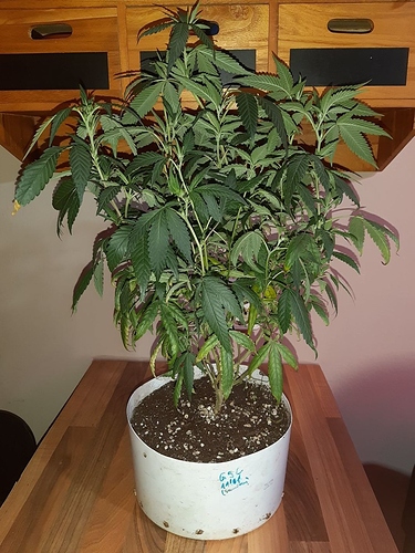 Growreport Bild 7