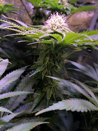 Growreport Bild 33