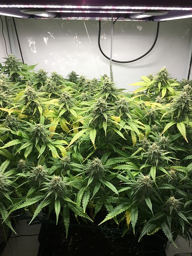 Growreport Bild 6