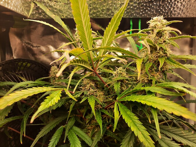 Growreport Bild 1