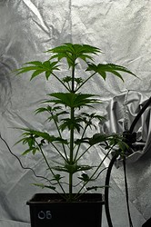 Growreport Bild 5