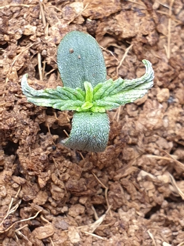 Growreport Bild 10