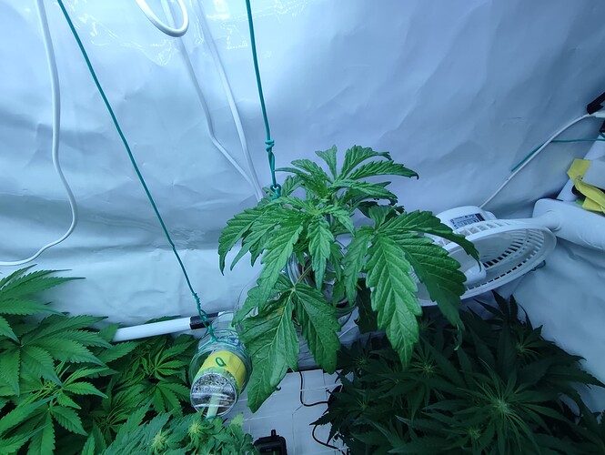Growreport Bild 66