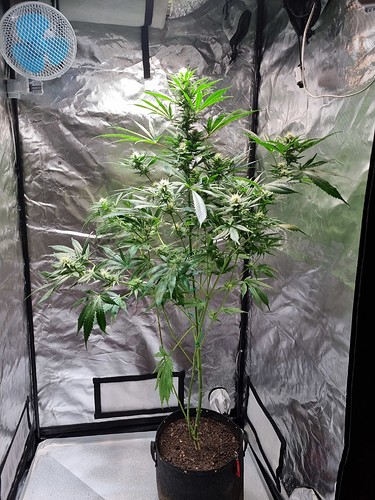 Growreport Bild 38