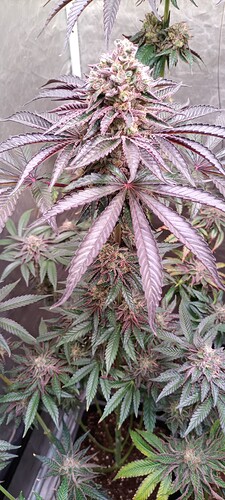Growreport Bild 7